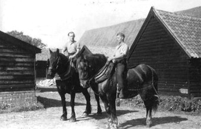 Italian_POWs_on_farm_horses._Sep_1946